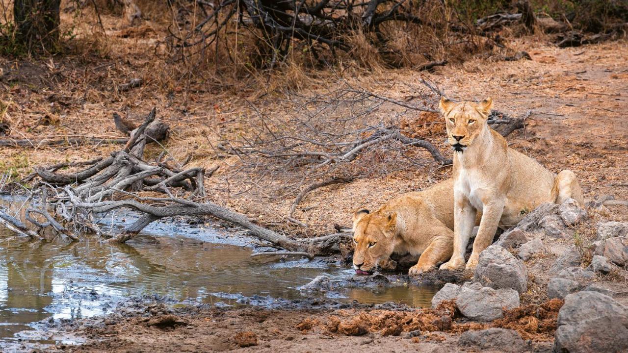 Geiger'S Camp In Timbavati Game Reserve By Newmark Bagian luar foto