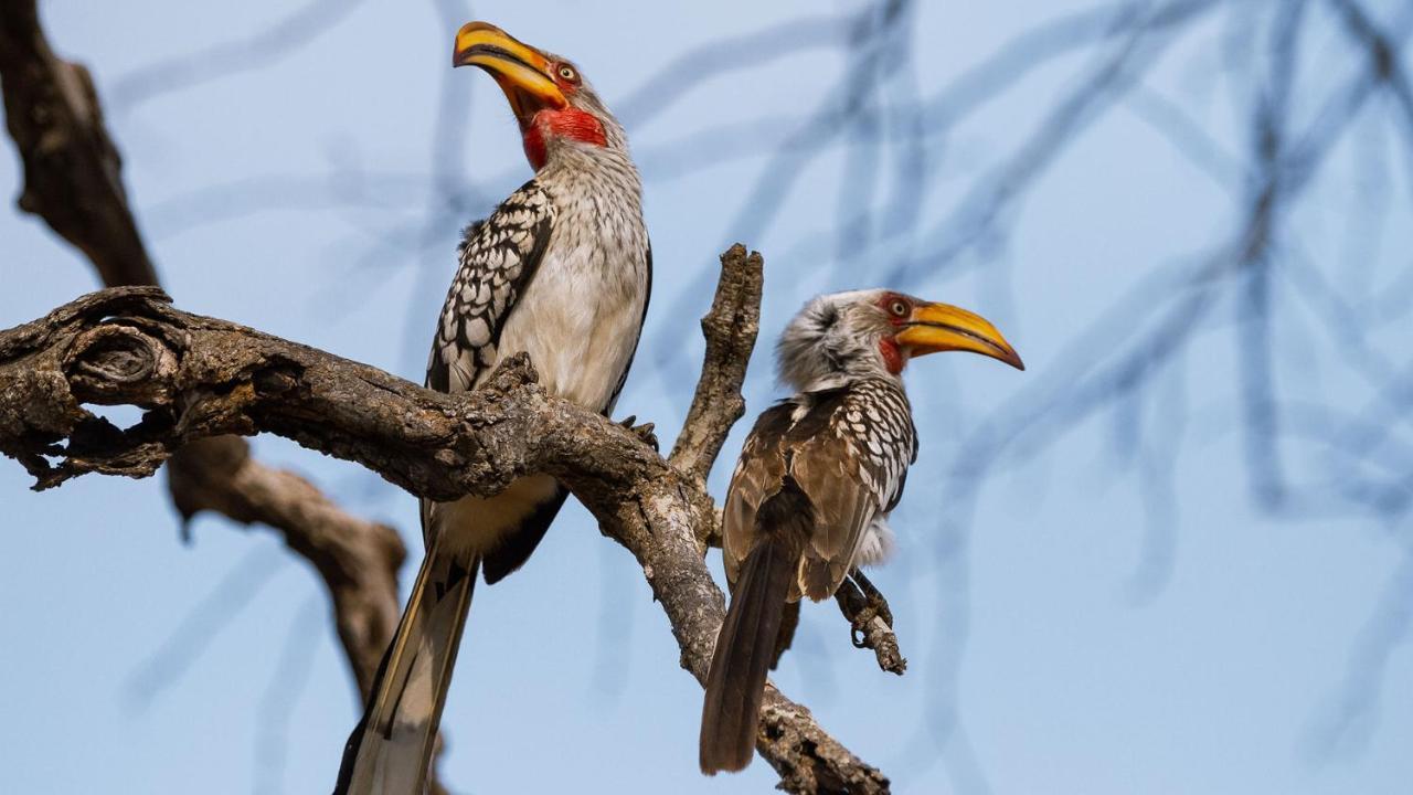 Geiger'S Camp In Timbavati Game Reserve By Newmark Bagian luar foto